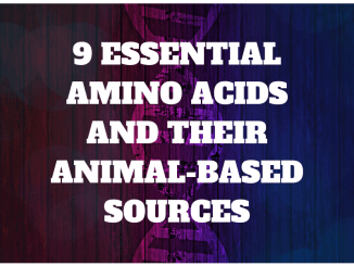 animal based amino acids